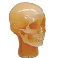 Dental Radiography Head Phantom